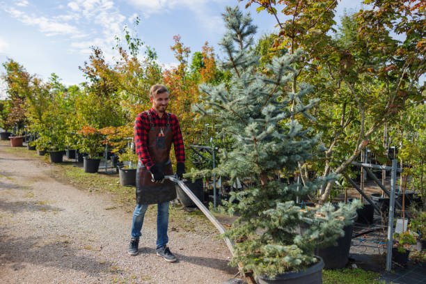 Best Tree Pruning Services  in Sterling, KS